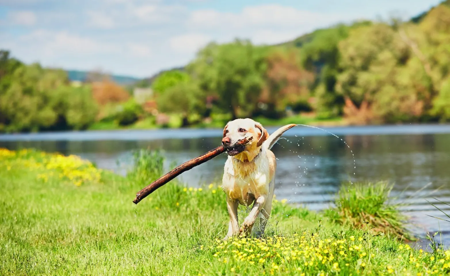 Dog with big stick in its mouth running from a lake